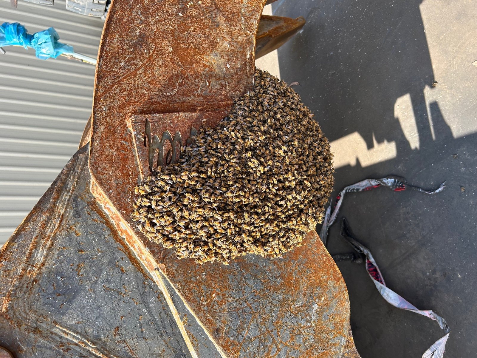 Swarm photo
